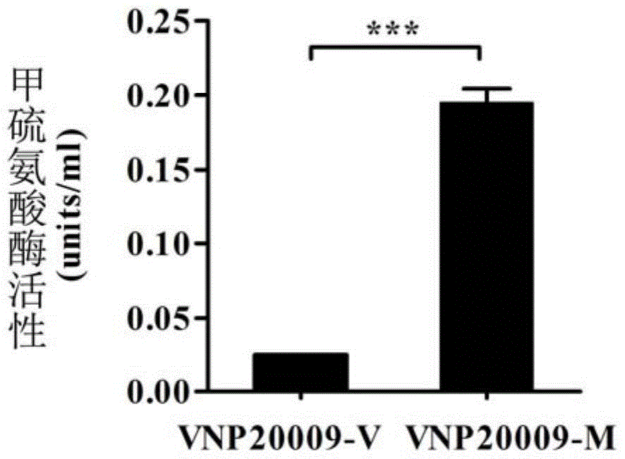 Application of genetically engineered bacterium VNP-20009-M in preparation of medicines for preventing and treating cancer metastasis