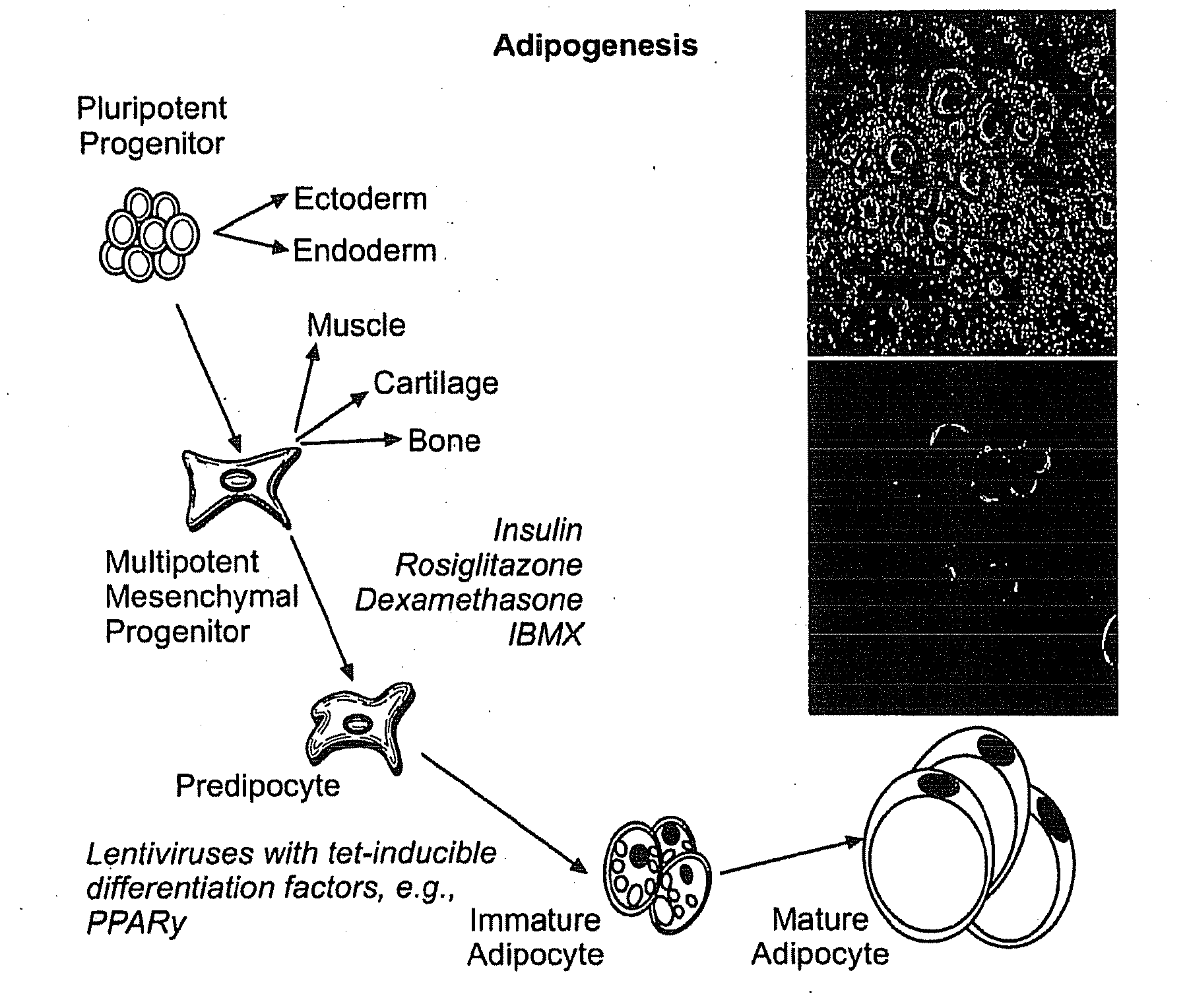 Compositions and methods of generating reprogrammed adipocyte cells and methods of use therefore