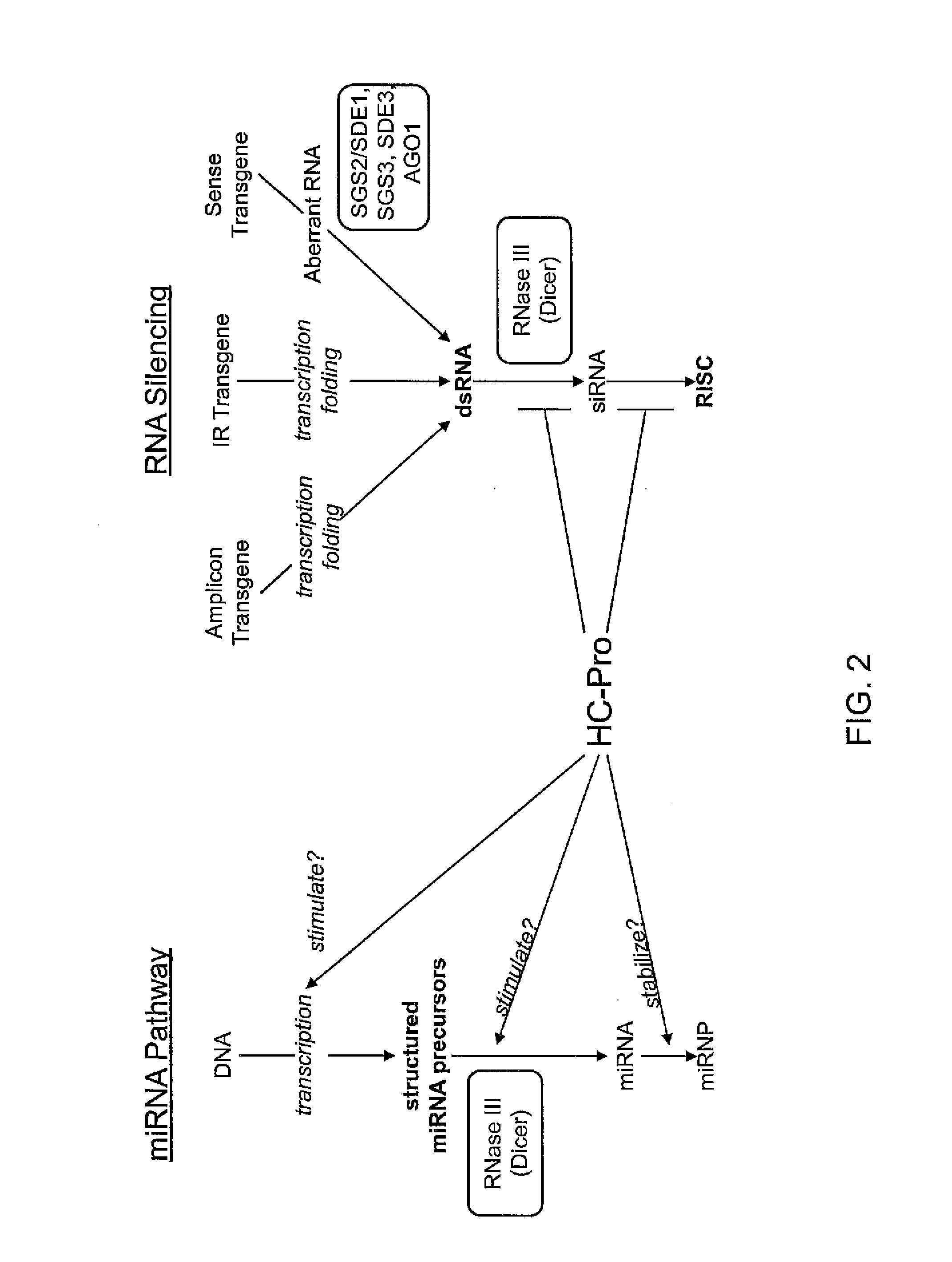 Compositions and Methods for the Modulation of Gene Expression in Plants