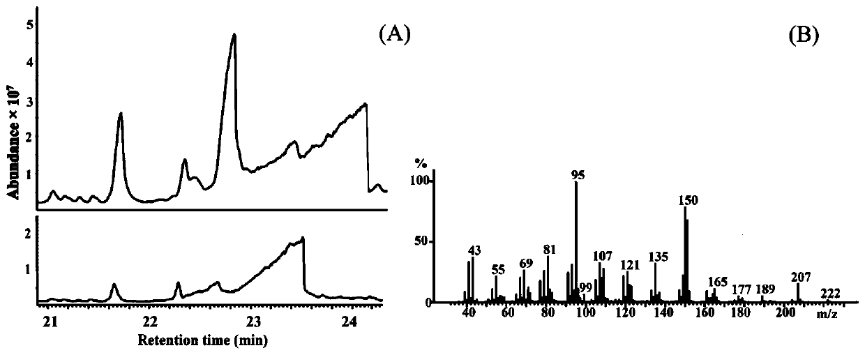 Cedar synthase Lc-CedS encoding gene and application thereof