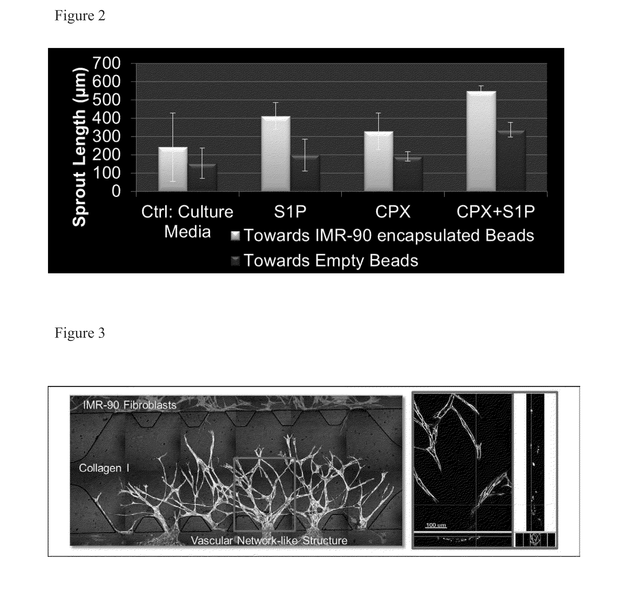 Compositions And Methods For Neovascularization