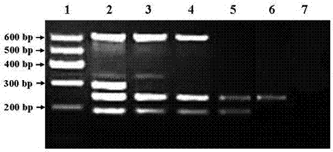 Kit for rapidly and synchronously detecting nucleic acids of influenza virus A