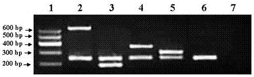 Kit for rapidly and synchronously detecting nucleic acids of influenza virus A