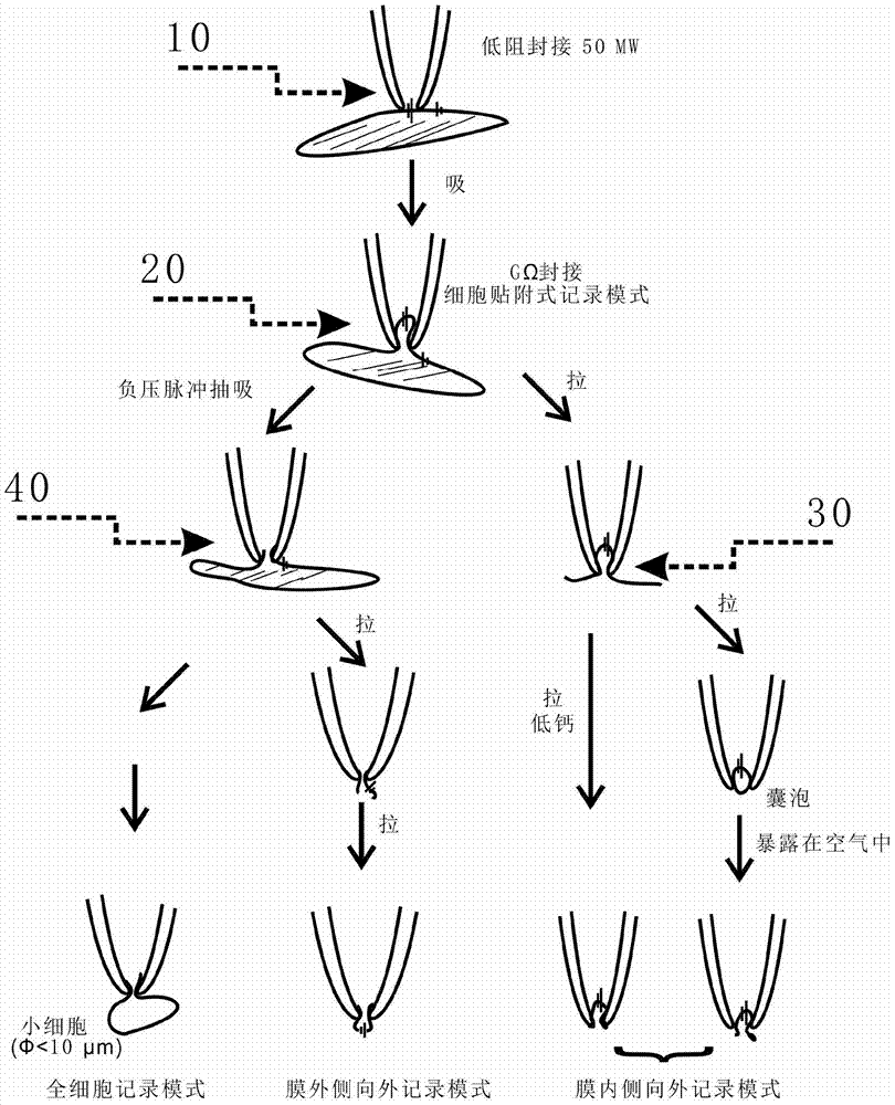 Formation method of inside-out patch in patch clamp experiment
