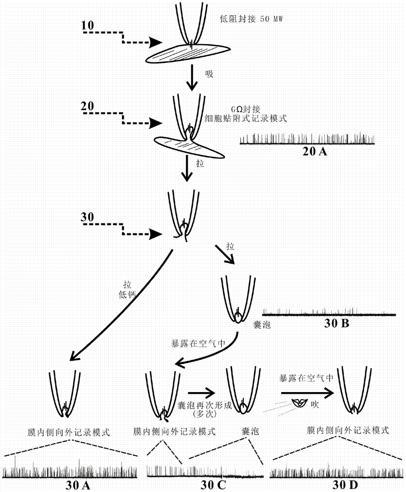 Formation method of inside-out patch in patch clamp experiment