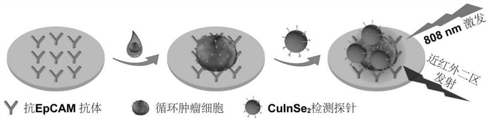 Fluorescent quantum dot nanoprobe, preparation method thereof and application of fluorescent quantum dot nanoprobe in detection of circulating tumor cells