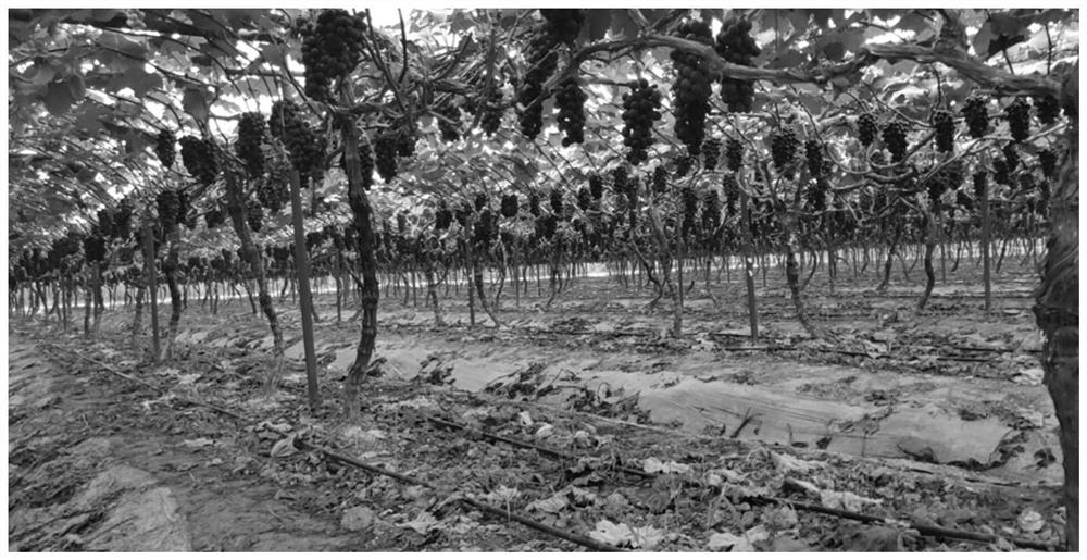 Grape cultivation method