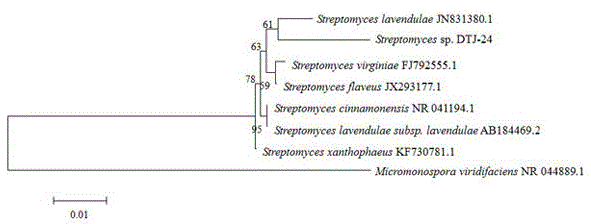 Application of streptomyces lavendulae to preventing and treating dry rot of actinidia arguta