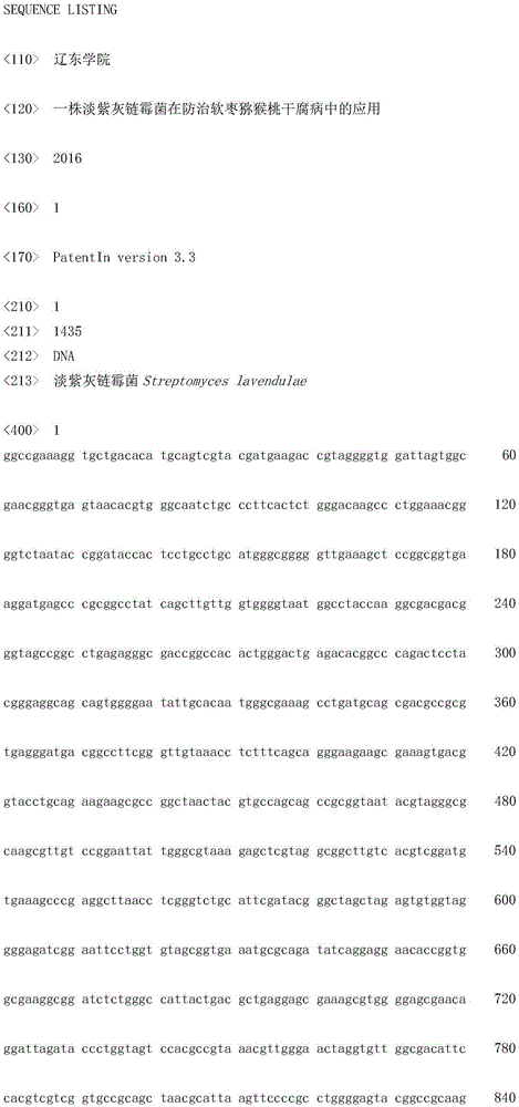 Application of streptomyces lavendulae to preventing and treating dry rot of actinidia arguta