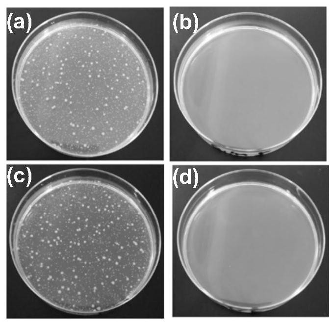 A kind of copper ion antibacterial hydrogel and its preparation method and application
