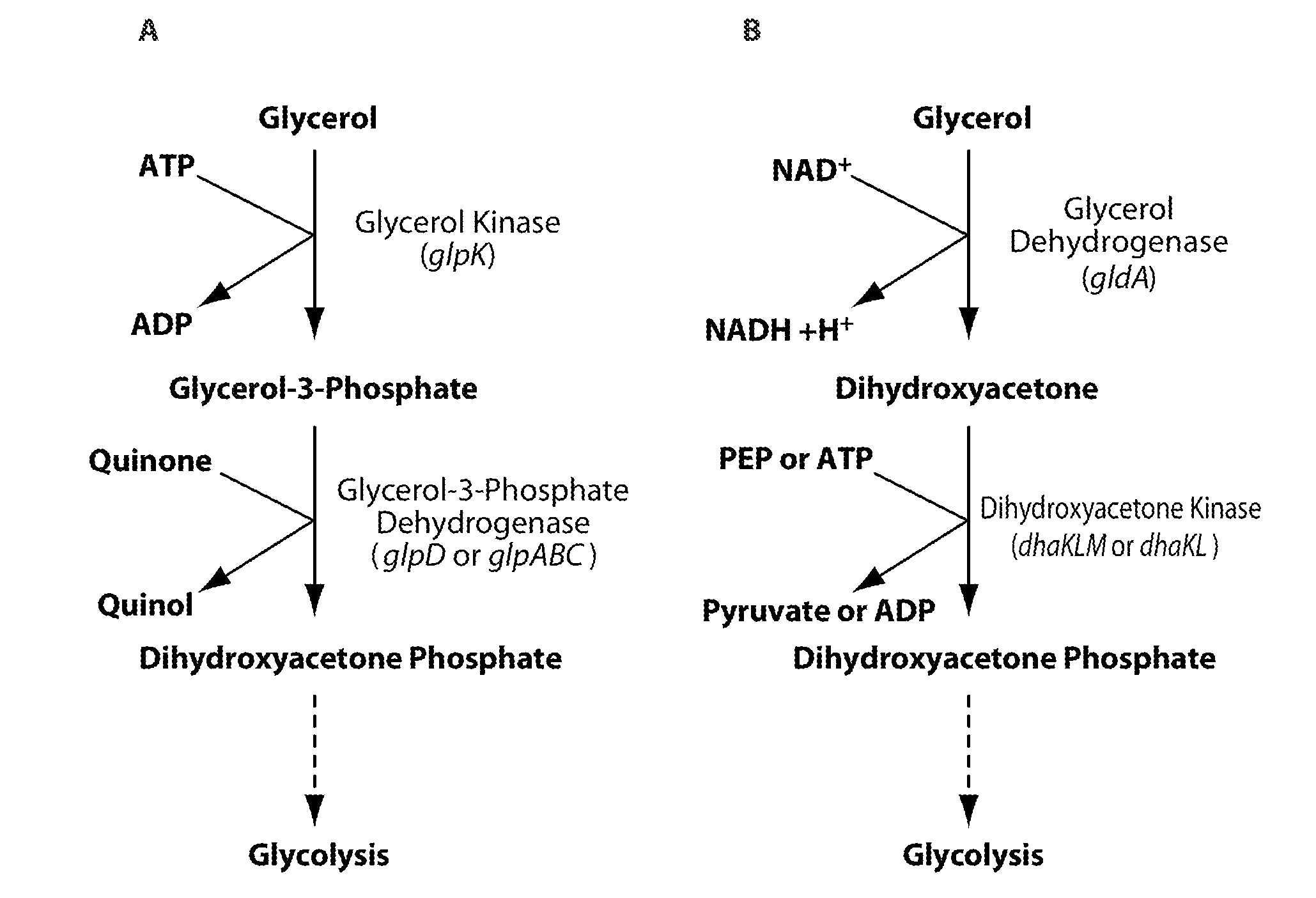 Microorganisms and processes for the conversion of glycerol to isoprene