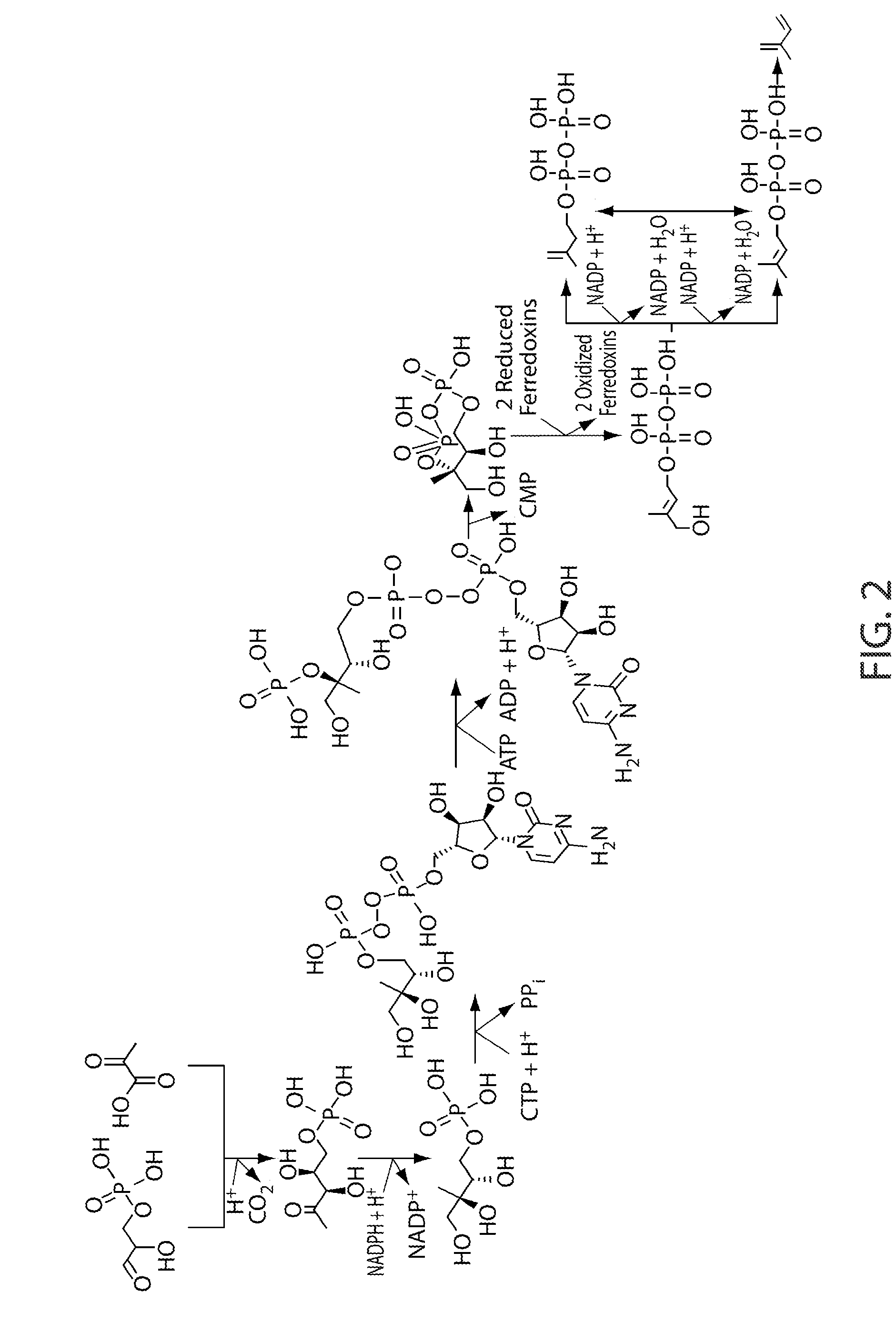 Microorganisms and processes for the conversion of glycerol to isoprene