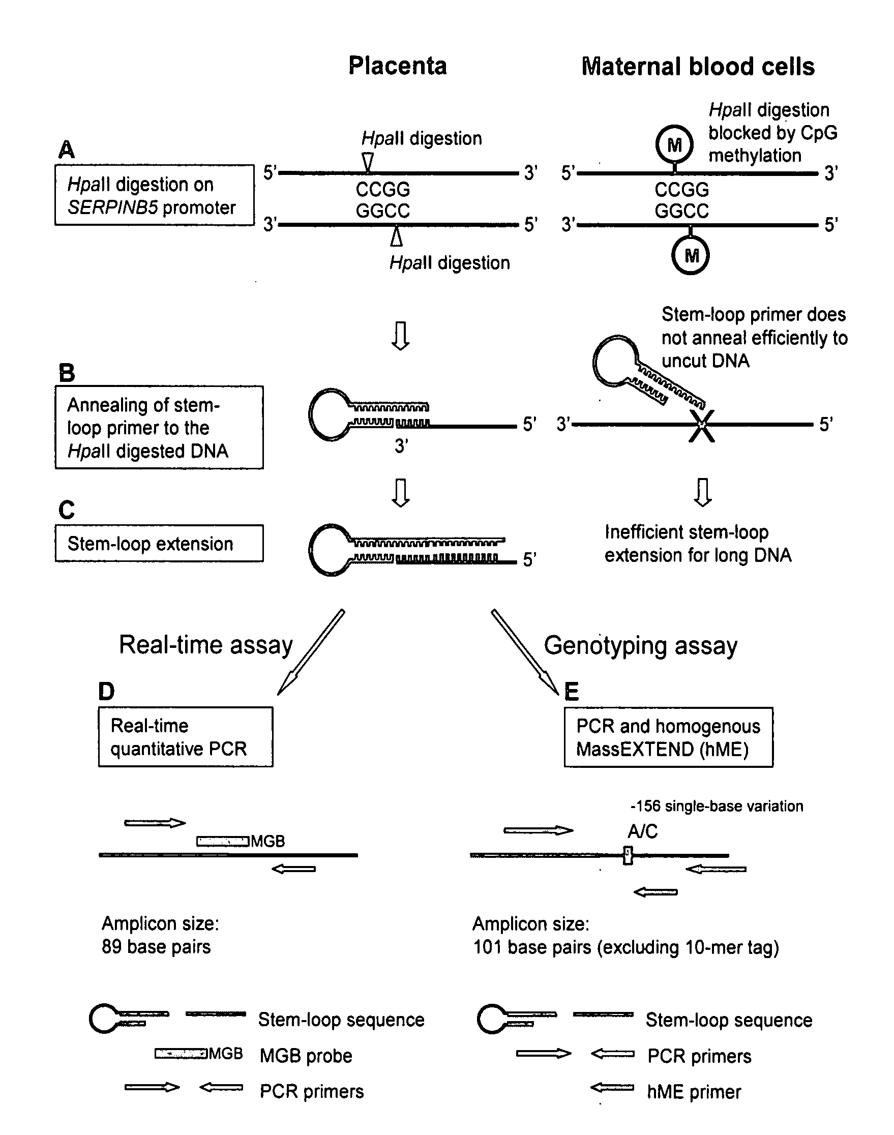 Methods and kits for selectively amplifying, detecting or quantifying target DNA with specific end sequences