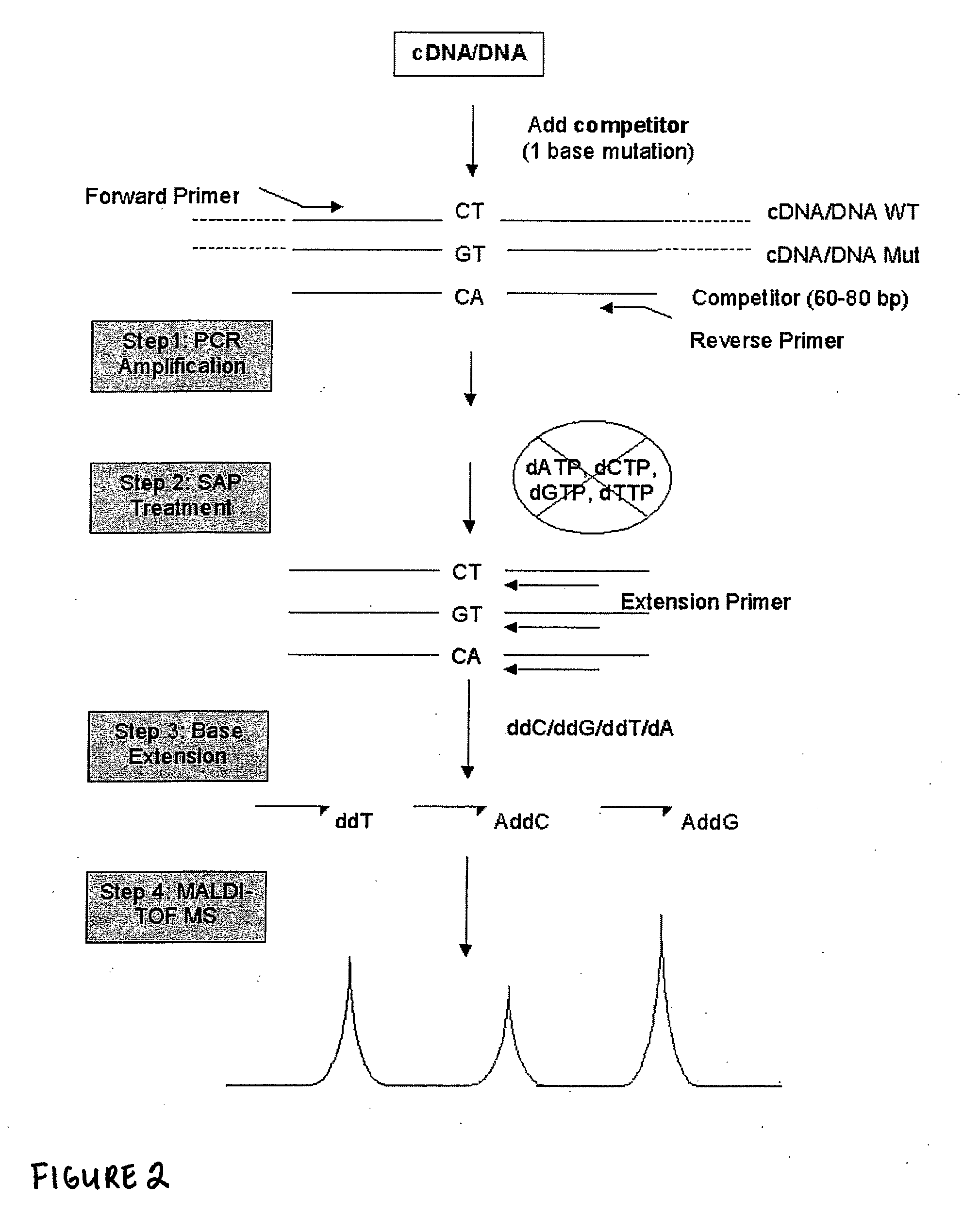 Method for Detecting and Quantifying Rare Mutations/Polymorphisms