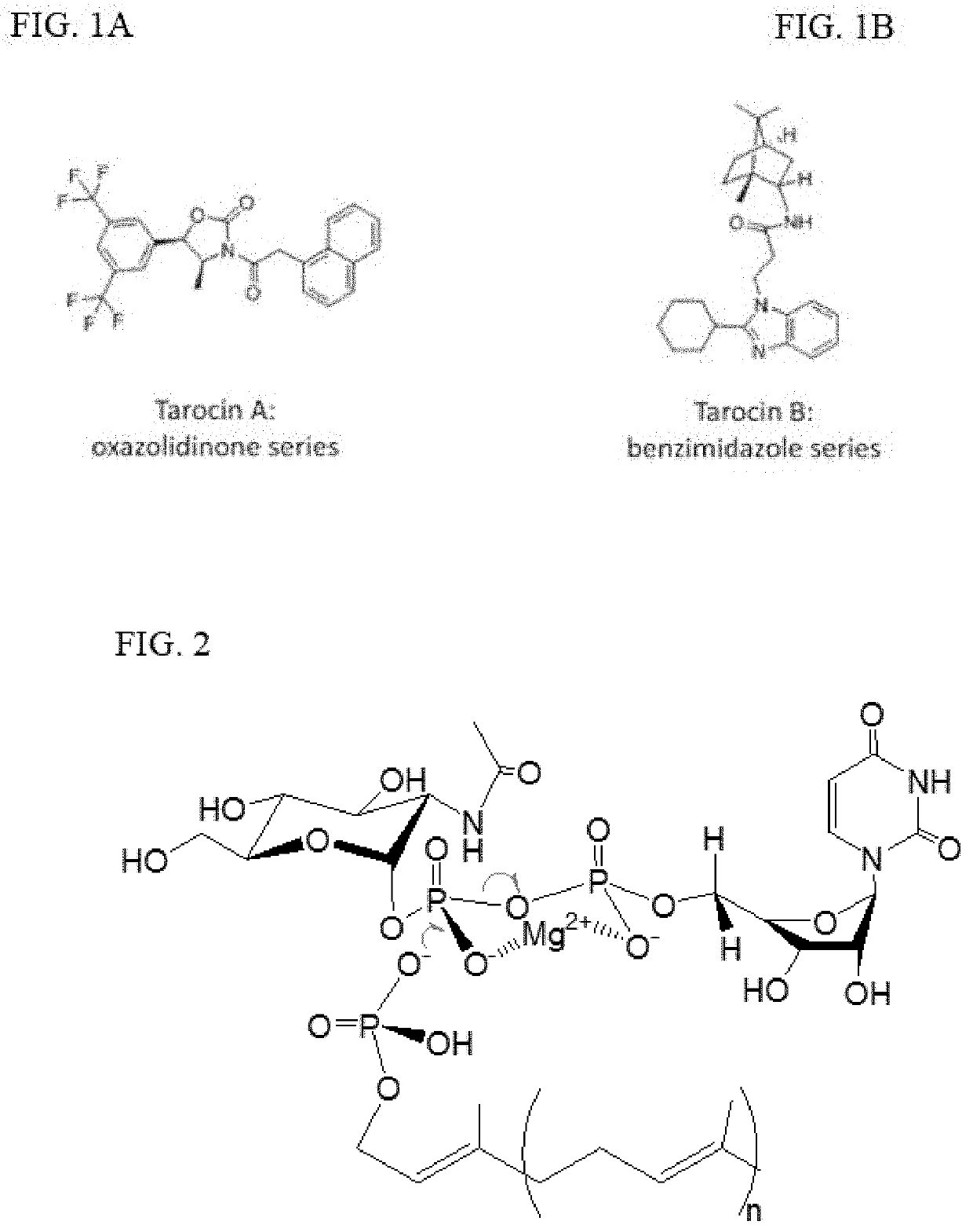Tunicamycin related compounds with anti-bacterial activity