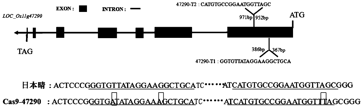 Rice receptor kinase gene LOC_Os11g47290 as well as its encoded protein and application thereof