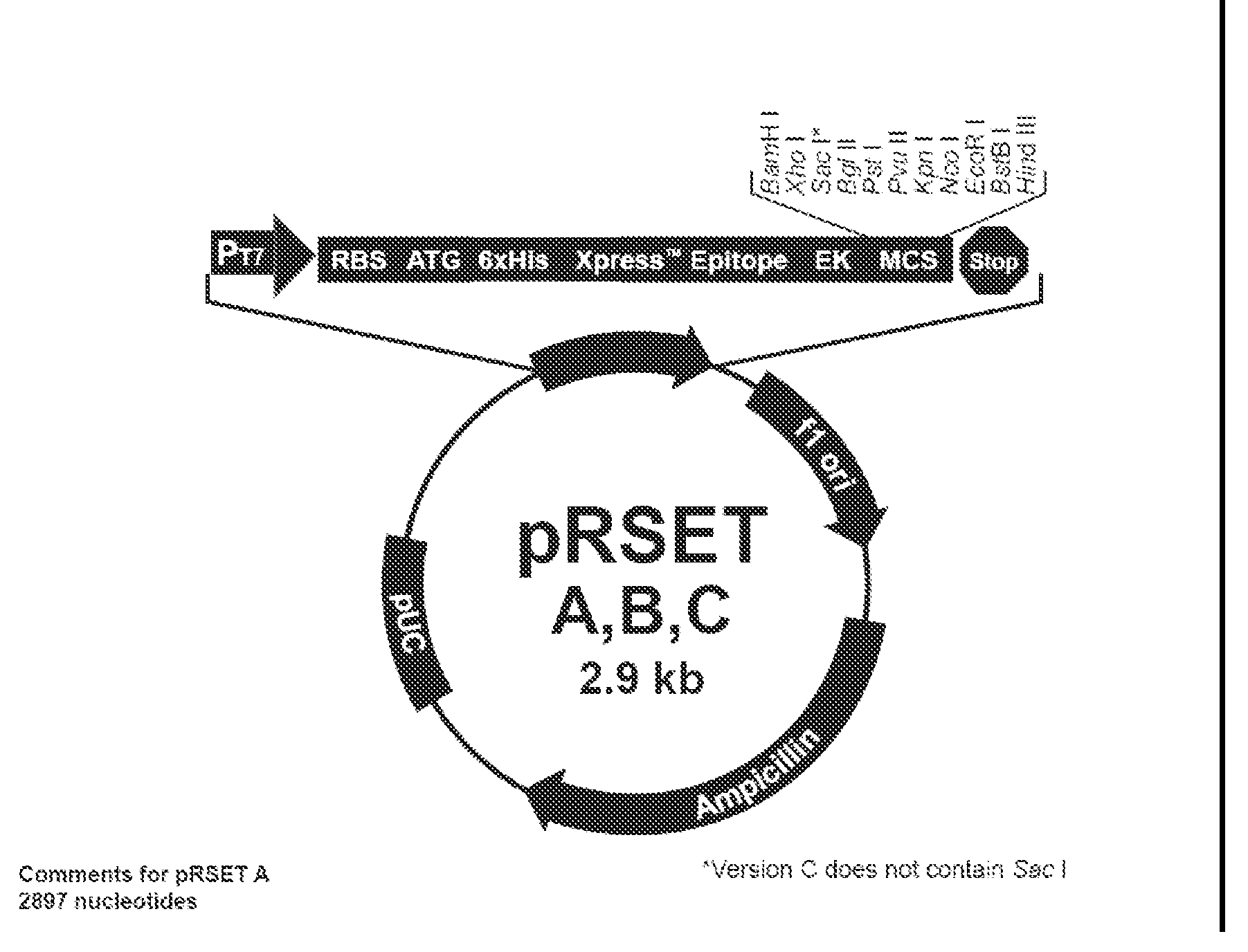 Novel Fusion Carbonic Anhydrase/Cellulose Binding Polypeptide Encoded by a Novel Hybrid Gene, and Method of Creating and Using the Same