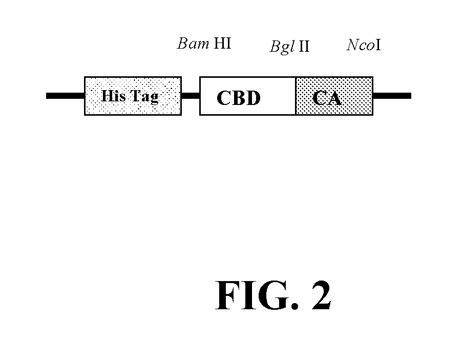 Novel Fusion Carbonic Anhydrase/Cellulose Binding Polypeptide Encoded by a Novel Hybrid Gene, and Method of Creating and Using the Same