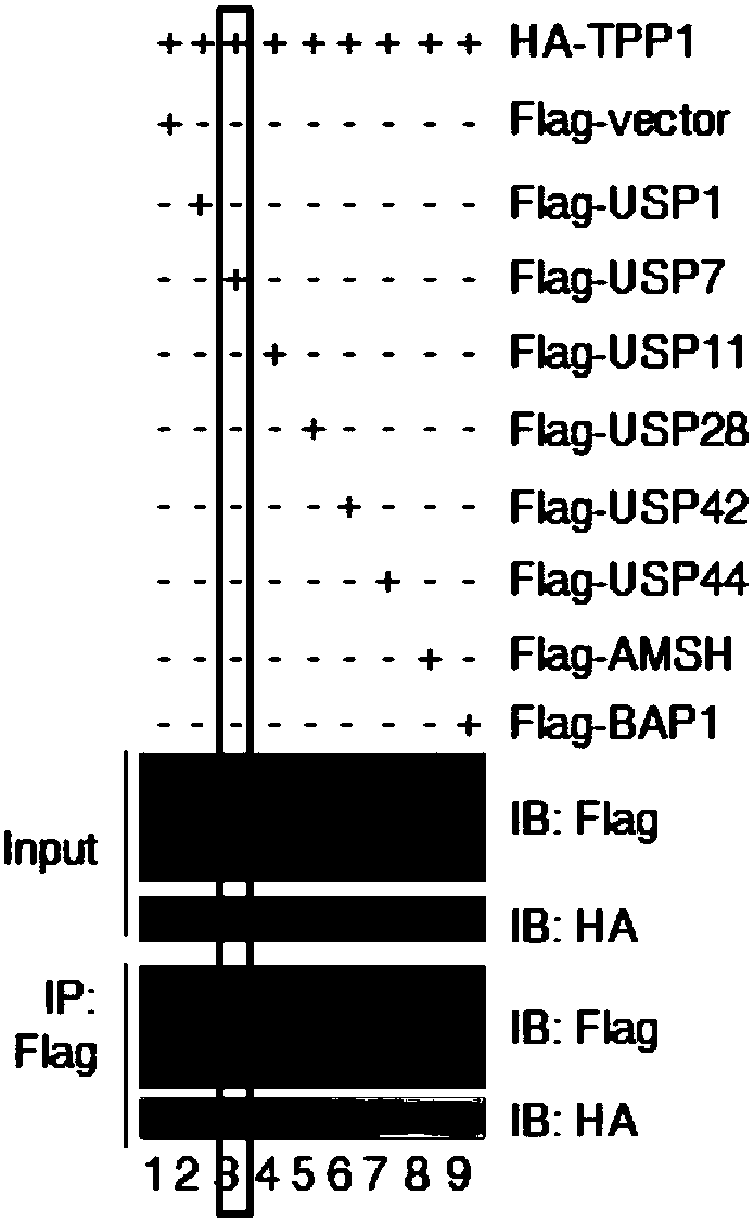 Medical application of ubiquitin-specific proteases USP 7 to treating aging and related diseases