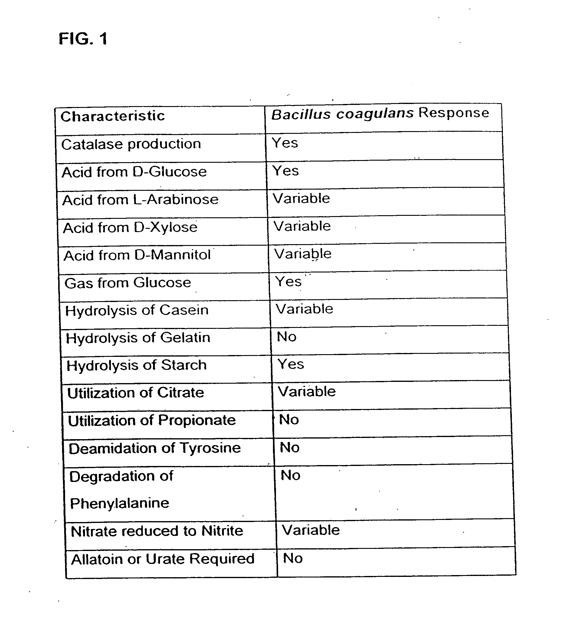 Probiotic, lactic acid-producing bacteria and uses thereof