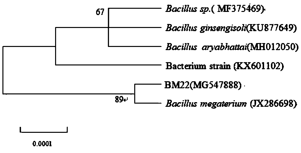 Application of Bacillus megaterium bm22 and its spore liquid preparation in the control of cyclamen blackroot disease