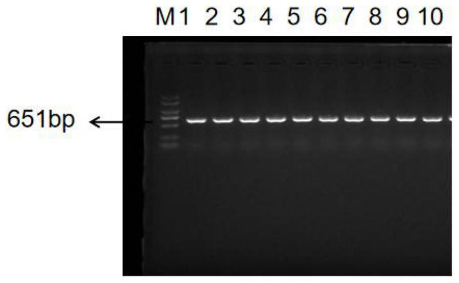 Chicken infectious anemia virus detection method based on CRISPR/Cas12a system