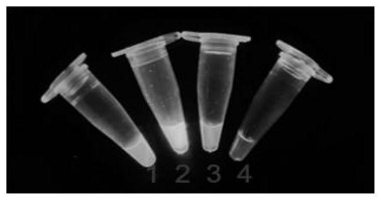 Chicken infectious anemia virus detection method based on CRISPR/Cas12a system