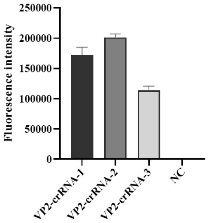 Chicken infectious anemia virus detection method based on CRISPR/Cas12a system