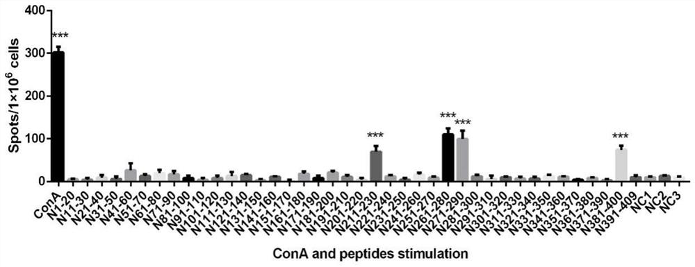 T cell antigen epitope polypeptide of avian infectious bronchitis virus N protein and application of T cell antigen epitope polypeptide