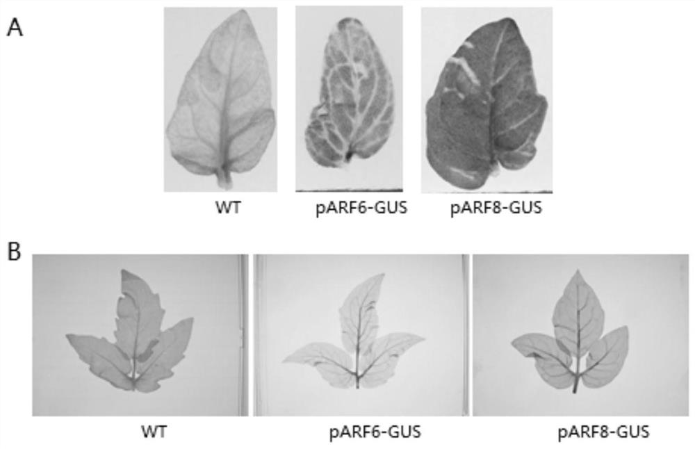 Genes related to tomato leaf senescence and their application