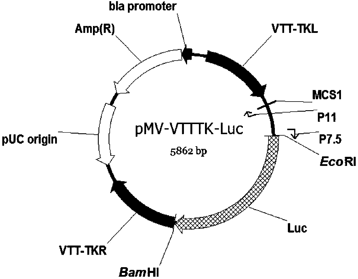 Tracer target plasmid for vaccinia virus Tian Tan TK gene and preparation method thereof