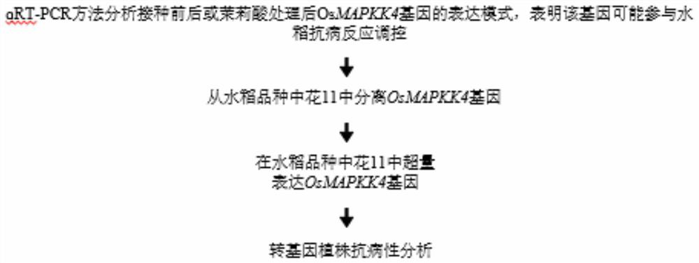 Application of OsMAPKK4 gene in improving disease resistance of rice