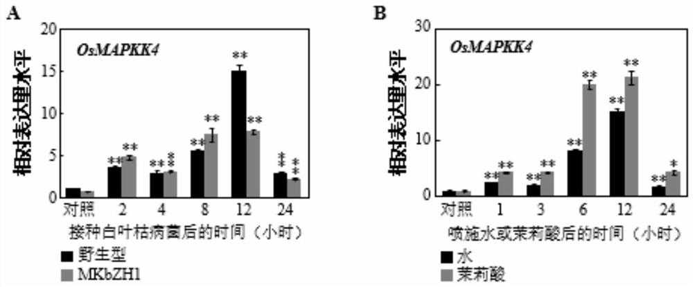 Application of OsMAPKK4 gene in improving disease resistance of rice