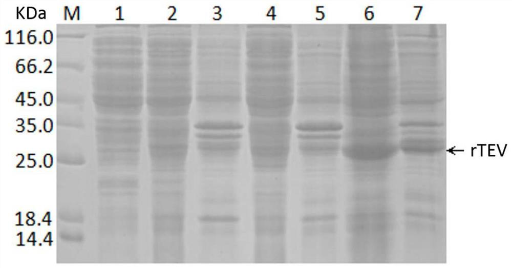 tev protease mutant, gene, biological material, preparation method, reagent or kit and application