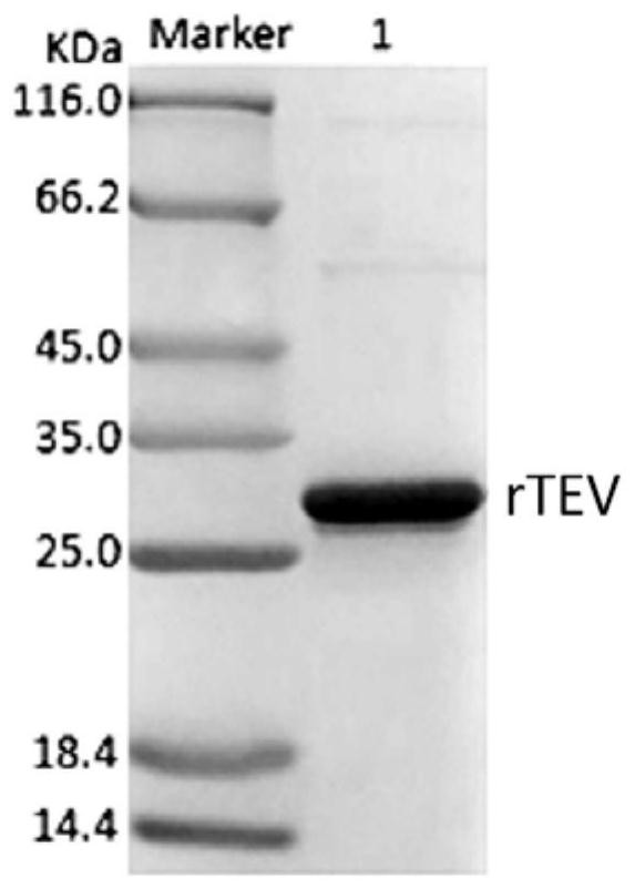 tev protease mutant, gene, biological material, preparation method, reagent or kit and application