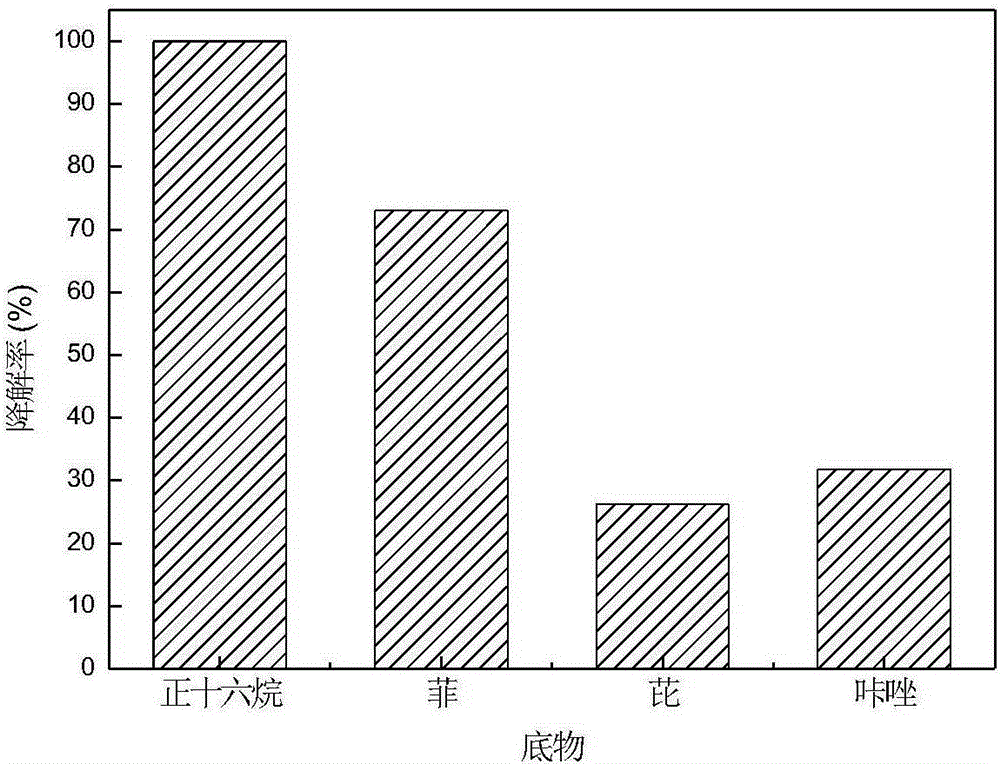 Pseudomonad strain and application thereof in degrading petroleum pollutants