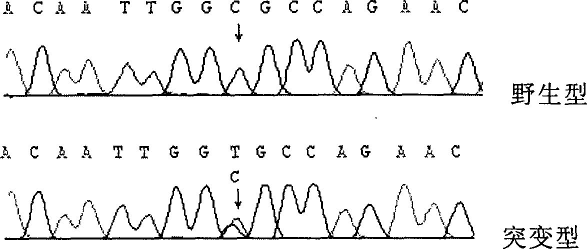 Atrial fibrillation peccant gene and use thereof