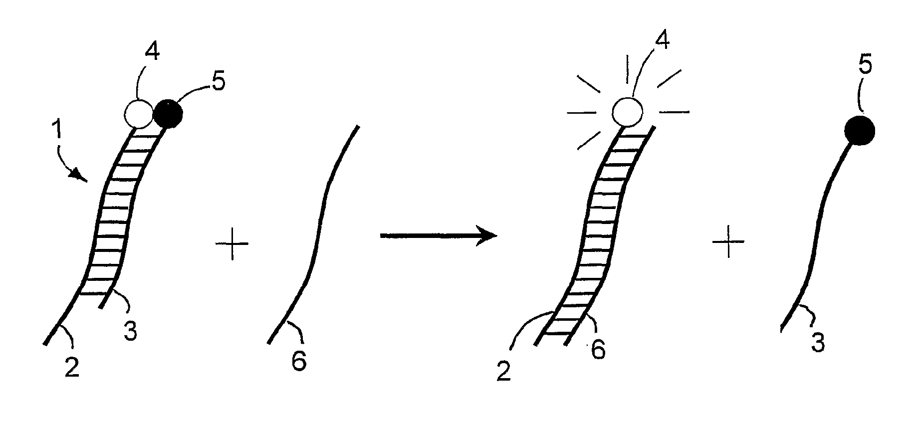 Specific double-stranded probes for homogeneous detection of nucleic acid and their application methods