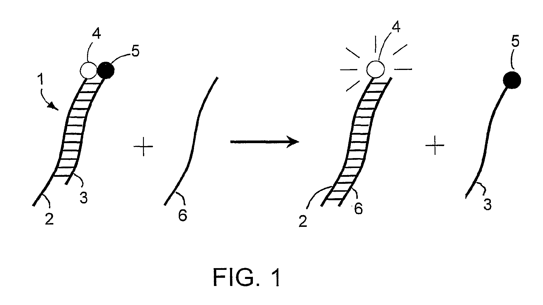 Specific double-stranded probes for homogeneous detection of nucleic acid and their application methods