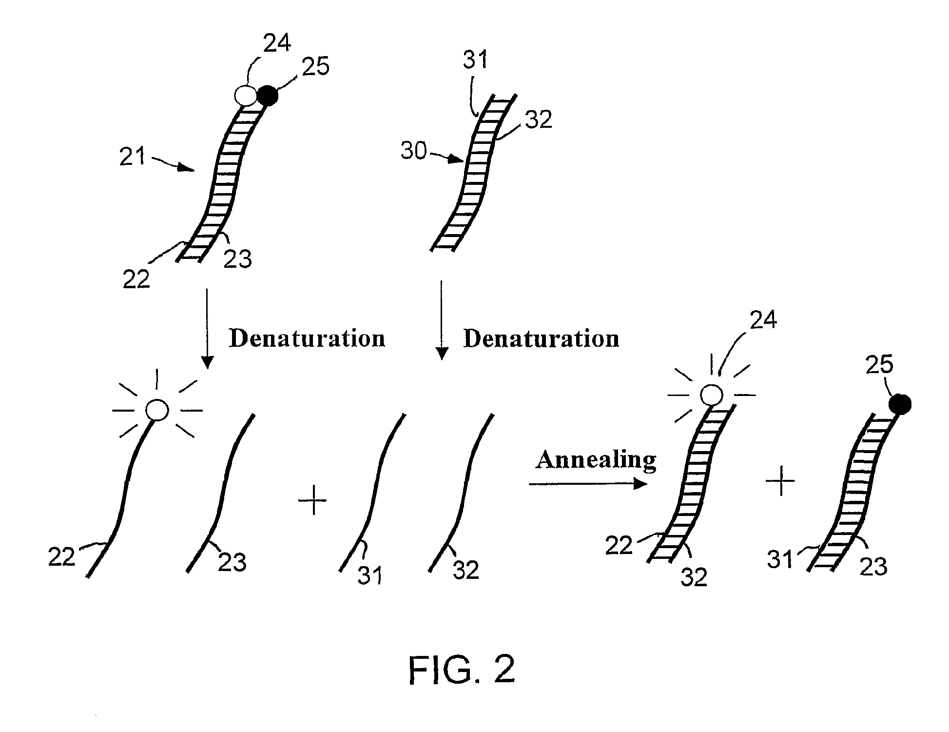 Specific double-stranded probes for homogeneous detection of nucleic acid and their application methods