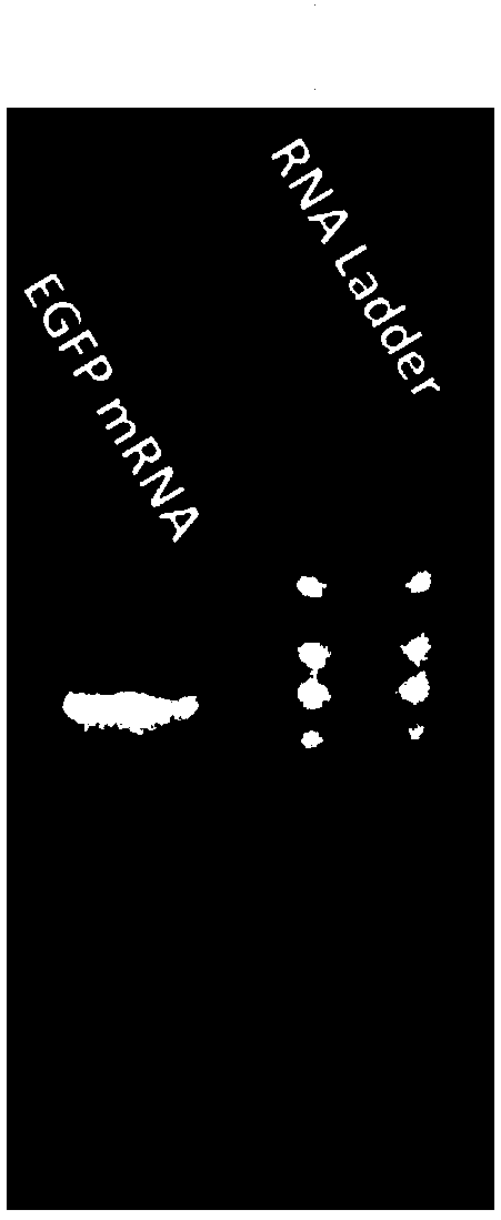 Palaemon carinicauda embryo micro-injection method and building of mRNA overexpression model by using method