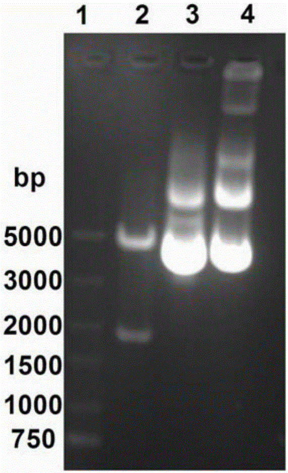 Method for acquiring human alpha fetoproteins