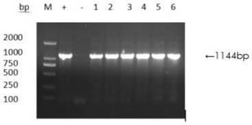 Method for infecting porcine small intestinal mucosa epithelial cell line with porcine epidemic diarrhea virus