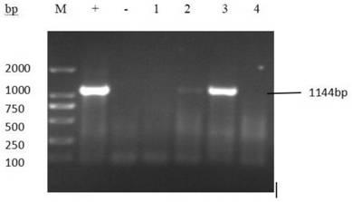 Method for infecting porcine small intestinal mucosa epithelial cell line with porcine epidemic diarrhea virus