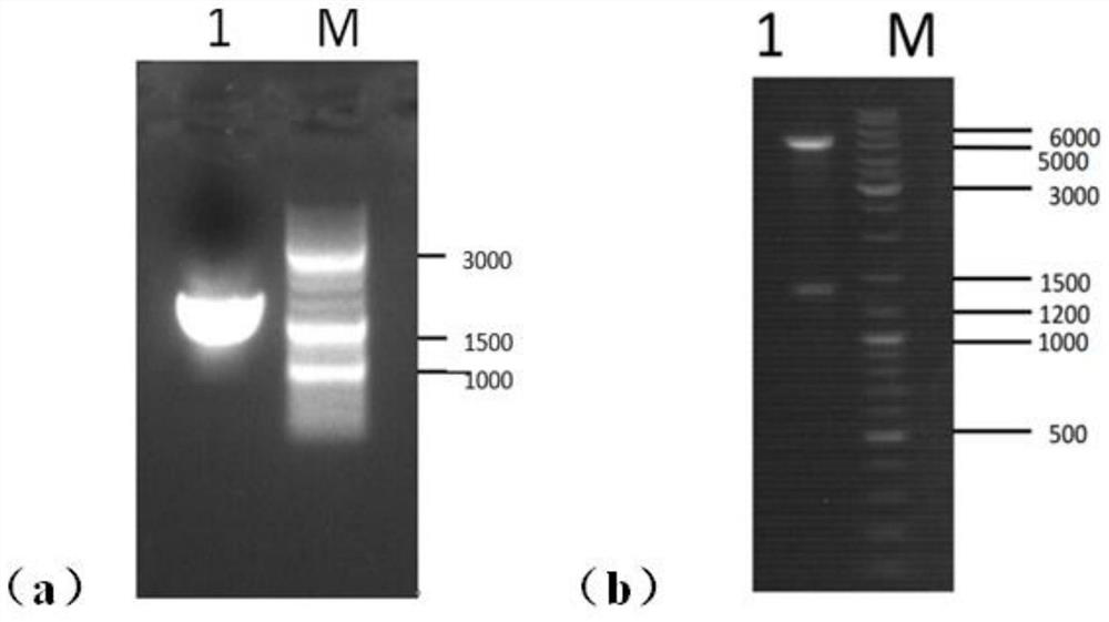 Method for synthesizing L-malic acid through whole-cell catalysis of recombinant escherichia coli