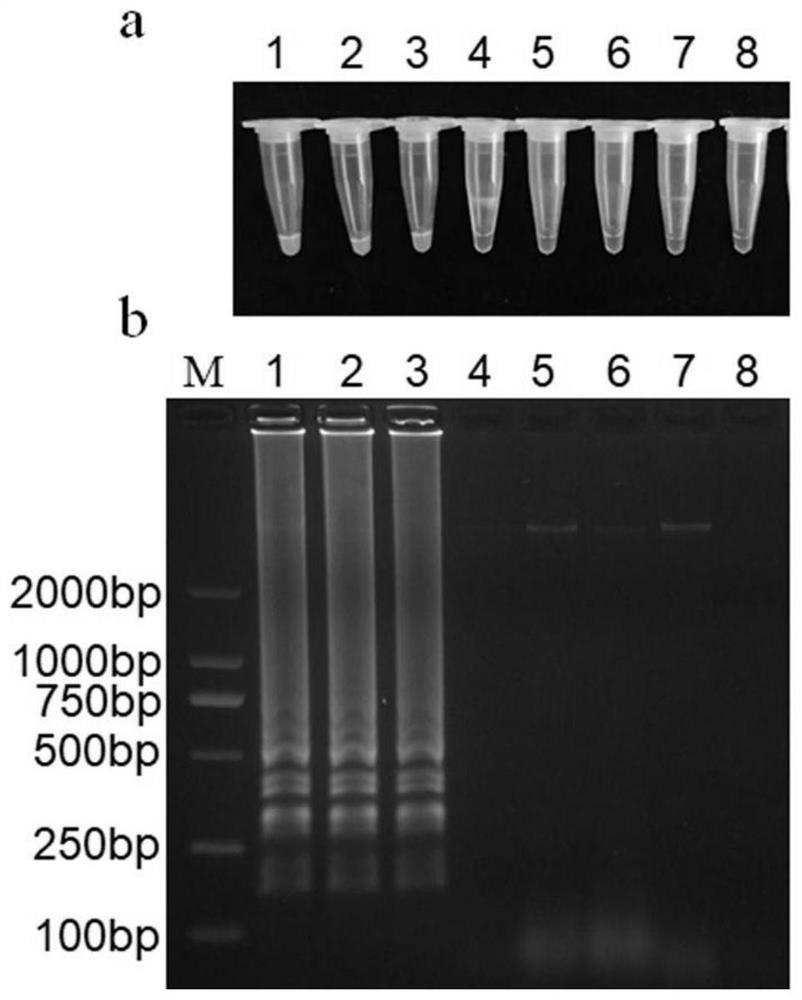 LAMP (Loop-Mediated Isothermal Amplification) detection primer, kit and LAMP rapid detection method for pathogenic bacteria of leaf spot bacteria