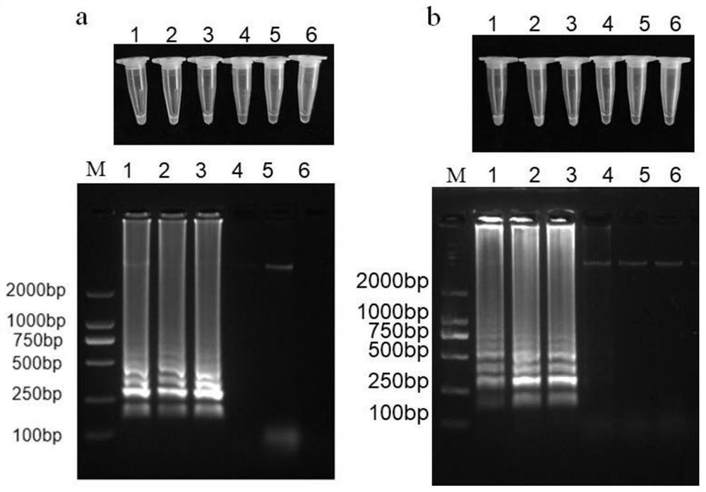 LAMP (Loop-Mediated Isothermal Amplification) detection primer, kit and LAMP rapid detection method for pathogenic bacteria of leaf spot bacteria