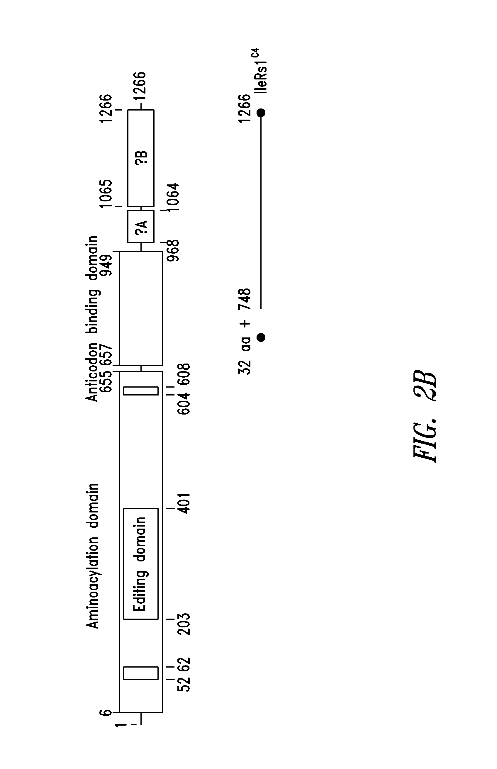 Innovative discovery of therapeutic, diagnostic, and antibody compositions related to protein fragments of isoleucyl tRNA synthetases