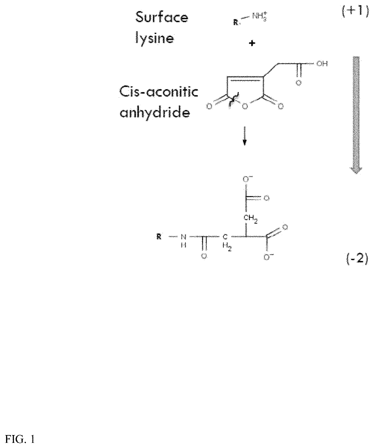 Scavenger receptor uptake for Fabry disease enzyme replacement therapy