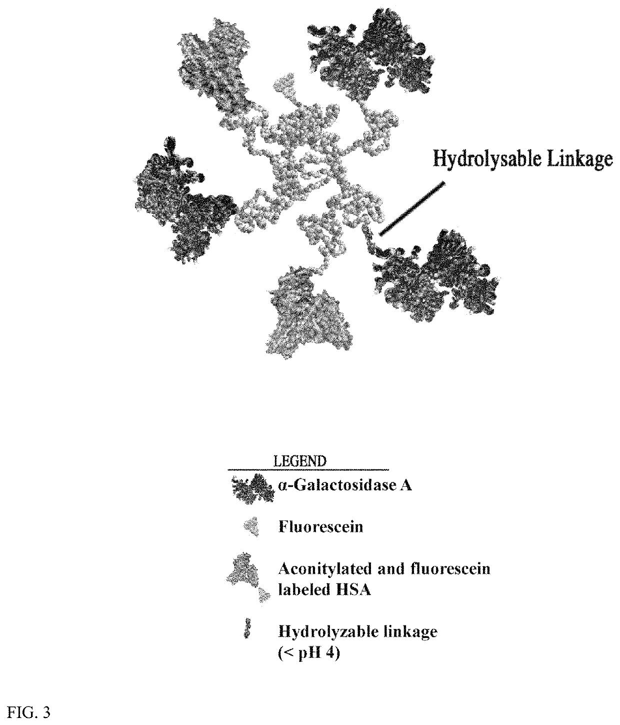 Scavenger receptor uptake for Fabry disease enzyme replacement therapy